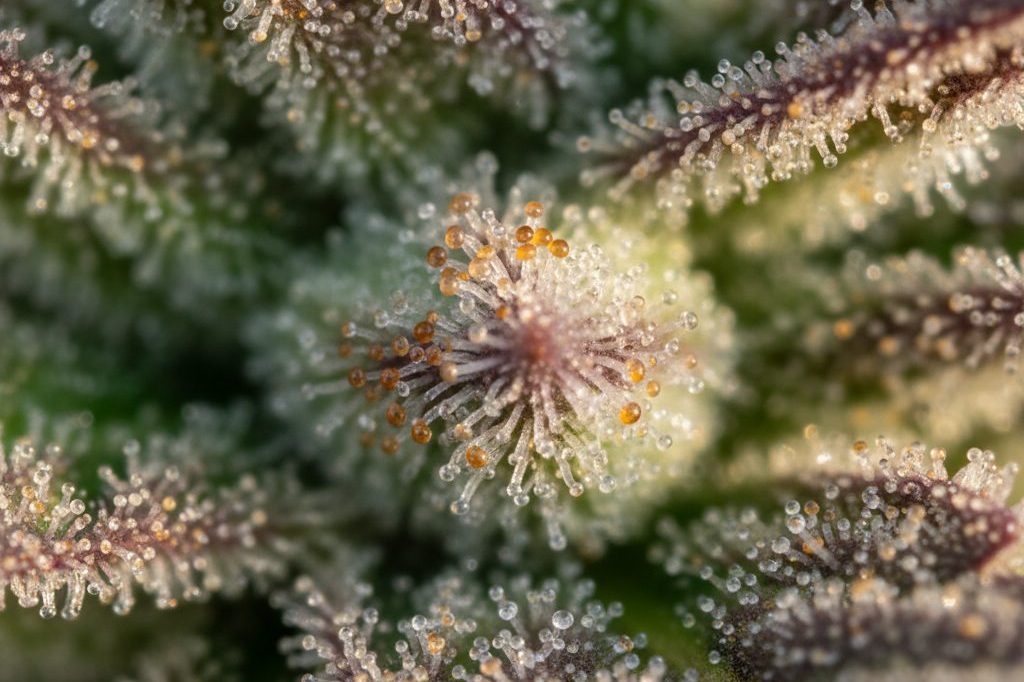 Macro photograph of glandular trichomes on a cannabis flower